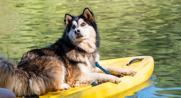 Pet Friendly: Dicas de Destinos e como Socorro está na vanguarda no interior de São Paulo